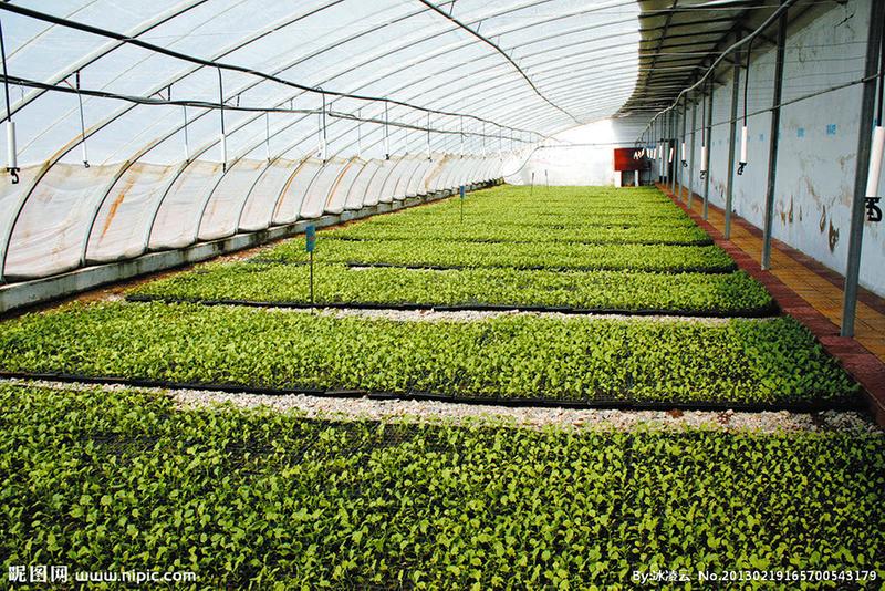 壽光鴻盛溫室 冬暖式蔬菜大棚 套菜 農業機械 拱棚建造